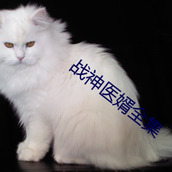 战神医婿全集