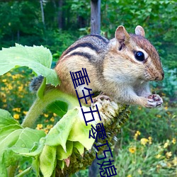 重生五零巧媳妇