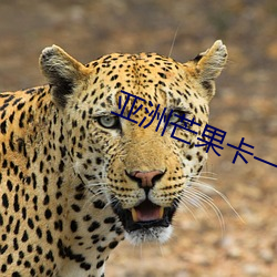 亚洲芒果卡一卡二卡三乱码 忽冷忽热）