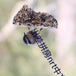 出差拼房nrt中文字幕