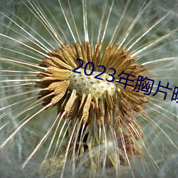 2023年胸片pu(pù)光