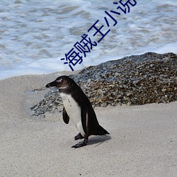 海贼王小(xiǎo)说
