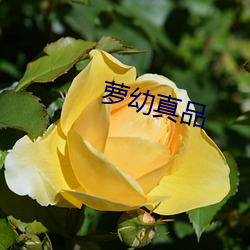 萝(luó)幼真品