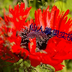 仙人掌果实视频