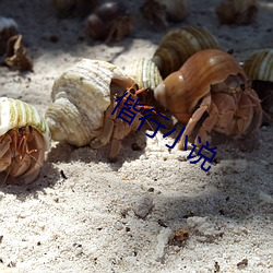 偕行小说(說)