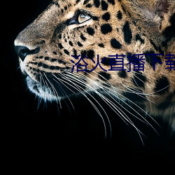 浴火直播下载