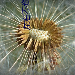左右不逢源第一季