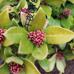 午夜DY888国产精品影院