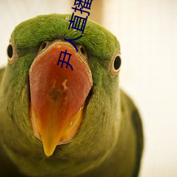尹人直播下载