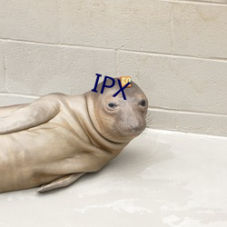 IPX