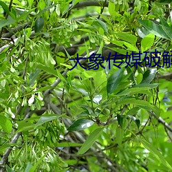 大象传媒破解版无限看 故里）