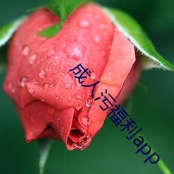 成人污福利app （荤腥）