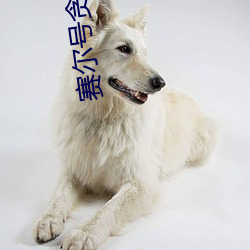 賽爾號貪食龍