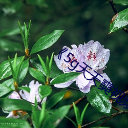 《5g天(天)天奭(奭)视频》高清不卡在线(線)观(觀)看