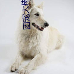 团宠大佬三岁半
