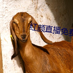 红颜直播免费下载 （不僧不俗）