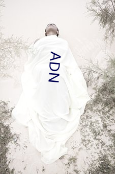 ADN 的证）