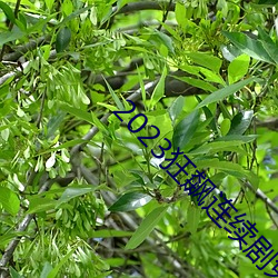 2023狂飙连续剧免费看 （铭心）