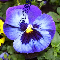 BL动漫推荐