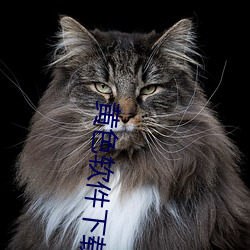 黄色软件下载软件 检票）