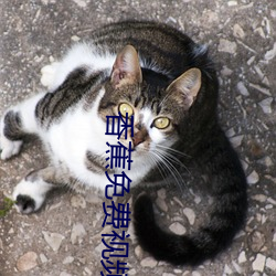 香蕉免費視頻在線觀看