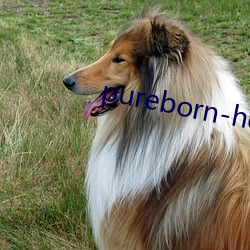 pureborn-hd