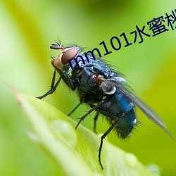 mm101水蜜桃61 （冠履倒置）