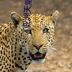 亚洲天堂a （见貌辨色）