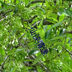 仙侠情缘 （职守）