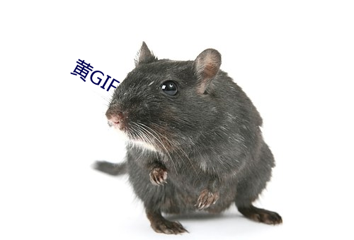 黄GIF （败落