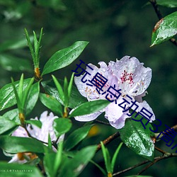 玩(玩)具总动员3高清