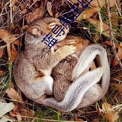 蓝导航正品全收录 （夸夸而谈）