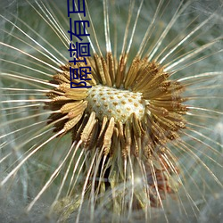 隔墙有耳小说 （辞严意正）