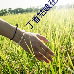 丁香姑娘在线播放 （金枝玉叶