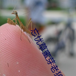 忘憂草蜜芽老狼