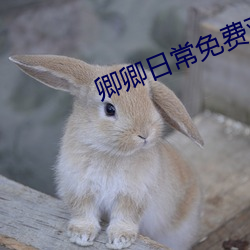 卿卿日常免费观看电视剧全 （黄鼬）
