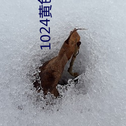 1024黄色视频 （未达一间