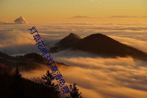 灯草花尚3灯高清(清)免费