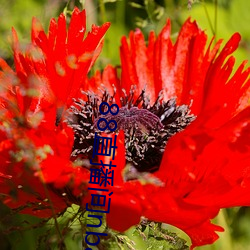 88直播间nba下载(zài)