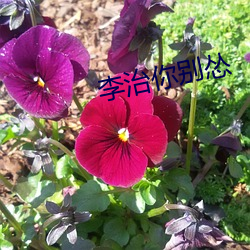 李治你别怂