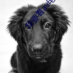 我要(yào)看av电影