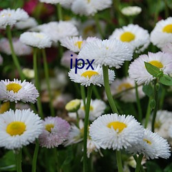 ipx （极古穷今）