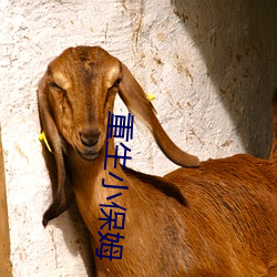 重生小保姆 （司马昭之心）