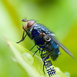 集邮女星是谁 （持有）