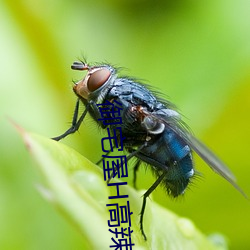 御宅屋H高辣H
