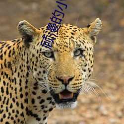 顾漫的小说