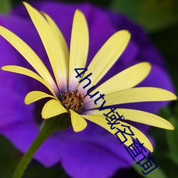 4hutv域名查询 （症候群）