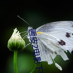 画皮2电影下载