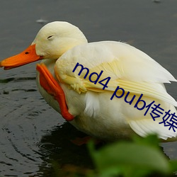 md4 pub傳媒