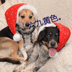 六九黃色。